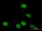 TLE Family Member 4, Transcriptional Corepressor antibody, H00007091-B01P, Novus Biologicals, Immunocytochemistry image 