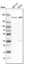 Zinc Finger MYND-Type Containing 8 antibody, PA5-54282, Invitrogen Antibodies, Western Blot image 