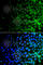 Unc-51 Like Kinase 4 antibody, A7471, ABclonal Technology, Immunofluorescence image 