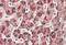 Cytochrome P450 Family 2 Subfamily E Member 1 antibody, NBP1-52087, Novus Biologicals, Immunohistochemistry frozen image 