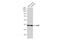 Acetylserotonin O-Methyltransferase antibody, NBP2-43801, Novus Biologicals, Western Blot image 