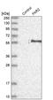 Fatty Acyl-CoA Reductase 2 antibody, HPA015884, Atlas Antibodies, Western Blot image 
