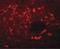 Sequestosome 1 antibody, LS-B4617, Lifespan Biosciences, Immunofluorescence image 