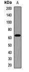 Numb-like protein antibody, LS-C668643, Lifespan Biosciences, Western Blot image 