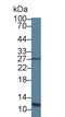 Acylphosphatase 1 antibody, LS-C374395, Lifespan Biosciences, Western Blot image 