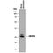 Cysteine-rich Secretory Protein 4 antibody, AF5017, R&D Systems, Western Blot image 