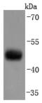 2',3'-Cyclic Nucleotide 3' Phosphodiesterase antibody, A01017-3, Boster Biological Technology, Western Blot image 