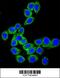 CD46 Molecule antibody, 61-663, ProSci, Immunofluorescence image 