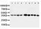 Aminoacyl TRNA Synthetase Complex Interacting Multifunctional Protein 2 antibody, PA5-78746, Invitrogen Antibodies, Western Blot image 