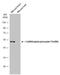 Calcium/Calmodulin Dependent Protein Kinase II Alpha antibody, GTX133859, GeneTex, Western Blot image 