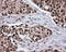 Serine Racemase antibody, LS-C115025, Lifespan Biosciences, Immunohistochemistry paraffin image 