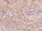 Heat Shock Protein 90 Alpha Family Class A Member 1 antibody, 106156-T08, Sino Biological, Immunohistochemistry frozen image 