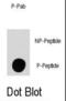 Mitogen-Activated Protein Kinase Kinase Kinase Kinase 4 antibody, abx031987, Abbexa, Dot Blot image 