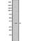 Baculoviral IAP Repeat Containing 8 antibody, abx148635, Abbexa, Western Blot image 