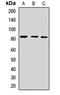 Exostosin Glycosyltransferase 2 antibody, LS-C667796, Lifespan Biosciences, Western Blot image 
