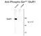 GluA1 antibody, GTX82669, GeneTex, Western Blot image 