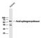 G Protein-Coupled Receptor 65 antibody, orb101581, Biorbyt, Western Blot image 
