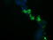 NFKB Inhibitor Interacting Ras Like 1 antibody, LS-C174360, Lifespan Biosciences, Immunofluorescence image 