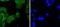 Keratin 4 antibody, A07410-1, Boster Biological Technology, Immunocytochemistry image 