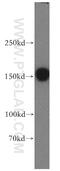 VPS8 Subunit Of CORVET Complex antibody, 15079-1-AP, Proteintech Group, Western Blot image 