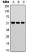 Activating Transcription Factor 2 antibody, LS-C358918, Lifespan Biosciences, Western Blot image 