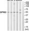 G Protein-Coupled Receptor 83 antibody, TA315120, Origene, Western Blot image 