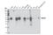 Myocyte-specific enhancer factor 2C antibody, 5030S, Cell Signaling Technology, Western Blot image 