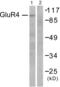 Glutamate Metabotropic Receptor 4 antibody, abx013092, Abbexa, Western Blot image 
