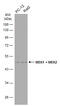 Mitogen-Activated Protein Kinase Kinase 1 antibody, GTX111338, GeneTex, Western Blot image 