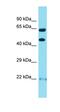 Opioid Receptor Kappa 1 antibody, orb331579, Biorbyt, Western Blot image 