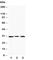 Apolipoprotein D antibody, R30459, NSJ Bioreagents, Western Blot image 