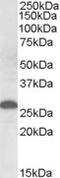 Apolipoprotein M antibody, LS-B5901, Lifespan Biosciences, Western Blot image 