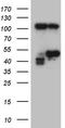 Histone Deacetylase 8 antibody, TA809667, Origene, Western Blot image 
