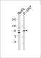 Prospero Homeobox 1 antibody, MBS9201562, MyBioSource, Western Blot image 