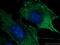 Src kinase-associated phosphoprotein 2 antibody, 66367-1-Ig, Proteintech Group, Immunofluorescence image 