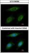 E3 ubiquitin-protein ligase RNF6 antibody, GTX106390, GeneTex, Immunocytochemistry image 