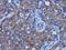 Tubulin Alpha 1b antibody, NBP2-43837, Novus Biologicals, Immunohistochemistry frozen image 