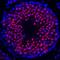 Heat Shock Transcription Factor 1 antibody, AF7130, R&D Systems, Immunohistochemistry frozen image 