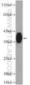 KH Domain Containing 1 antibody, 23443-1-AP, Proteintech Group, Western Blot image 