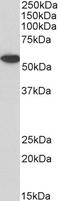 Annexin A11 antibody, LS-C502401, Lifespan Biosciences, Western Blot image 