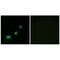 Acyl-CoA Thioesterase 1 antibody, PA5-49967, Invitrogen Antibodies, Immunofluorescence image 