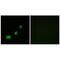 Acyl-CoA Thioesterase 1 antibody, PA5-49967, Invitrogen Antibodies, Immunofluorescence image 