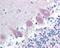 Calcium/Calmodulin Dependent Protein Kinase II Alpha antibody, 48-510, ProSci, Immunohistochemistry frozen image 