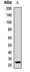 AN1-type zinc finger protein 3 antibody, LS-C668293, Lifespan Biosciences, Western Blot image 