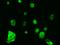 Glycerophosphodiester Phosphodiesterase Domain Containing 3 antibody, 203938-T02, Sino Biological, Immunohistochemistry frozen image 