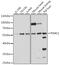 26S protease regulatory subunit 4 antibody, 16-195, ProSci, Western Blot image 