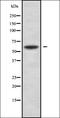 Neuralized E3 Ubiquitin Protein Ligase 1 antibody, orb378342, Biorbyt, Western Blot image 
