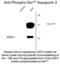 Aquaporin 2 antibody, 50-117, ProSci, Western Blot image 