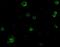 ADAM Metallopeptidase Domain 17 antibody, NBP1-77044, Novus Biologicals, Immunofluorescence image 