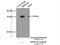 Mitochondrial Ribosomal Protein L28 antibody, 21604-1-AP, Proteintech Group, Immunoprecipitation image 